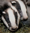 Badger Babies